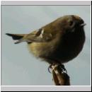 Regulus regulus - Wintergoldhaehnchen 04.jpg